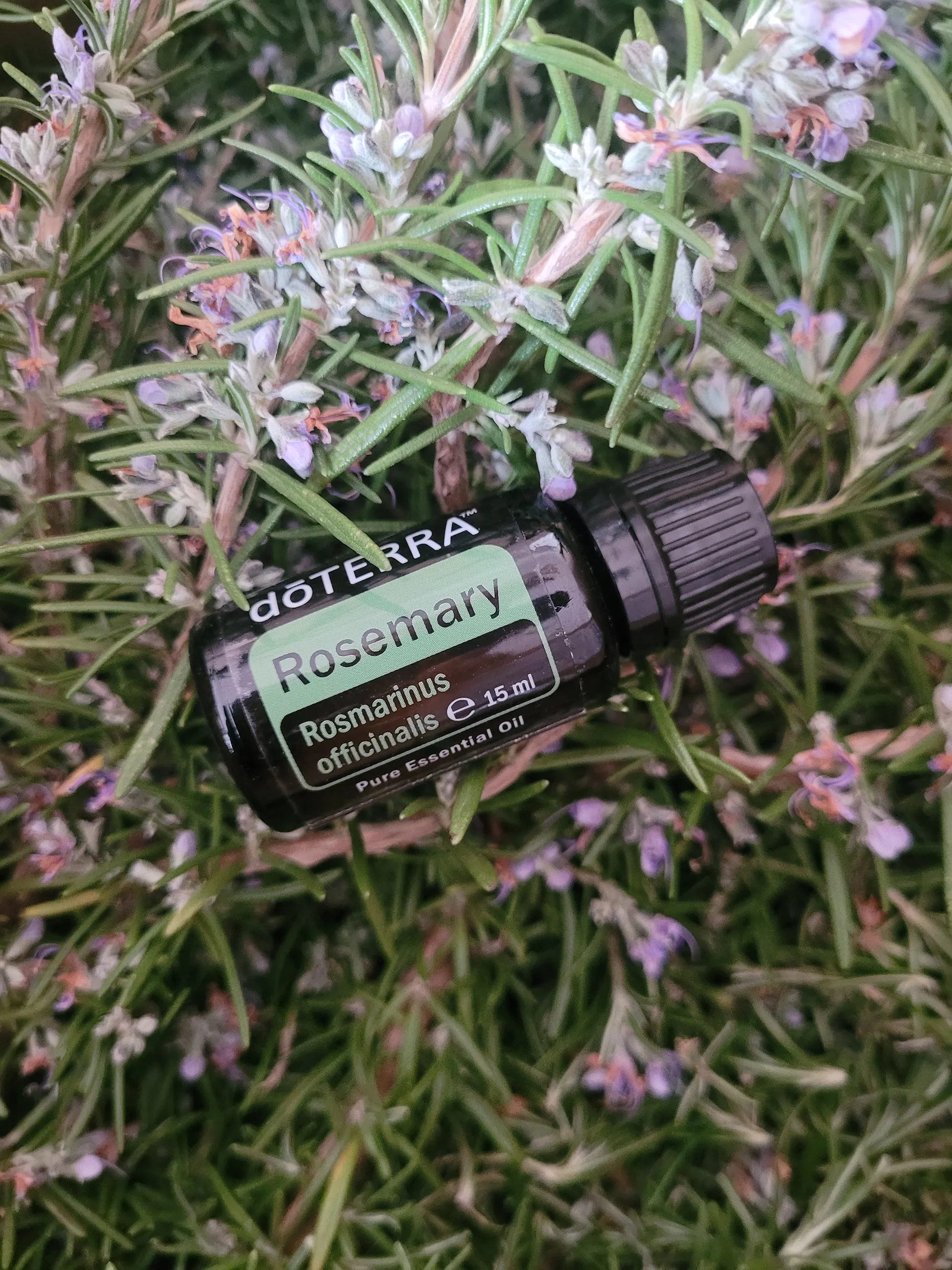 Helene Grill Doterra Rosmarin Oel